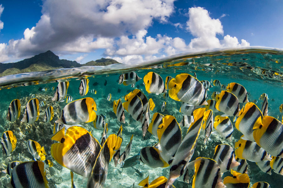 Discover the wonderful marine life that abounds in these islands.