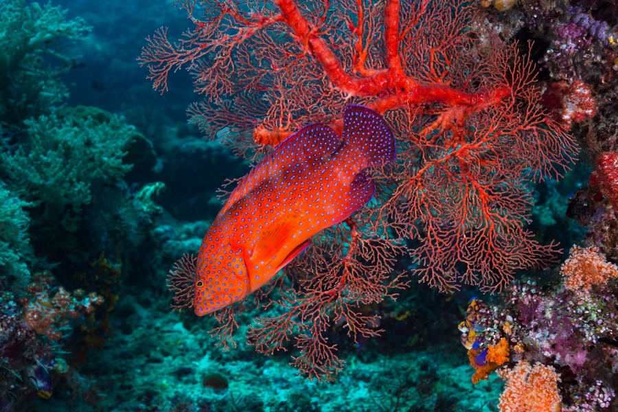 Explore the lush vegetation of West Papua’s rainforest. Enjoy marvelous diving sites.