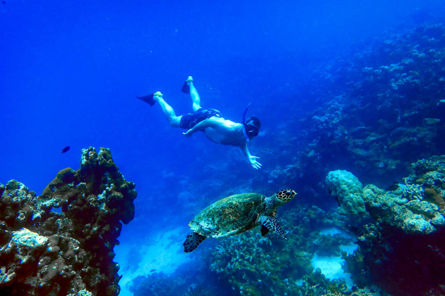 Join the resident marine biologist for a snorkelling experience where you will frequently spot turtles, rays and sharks.