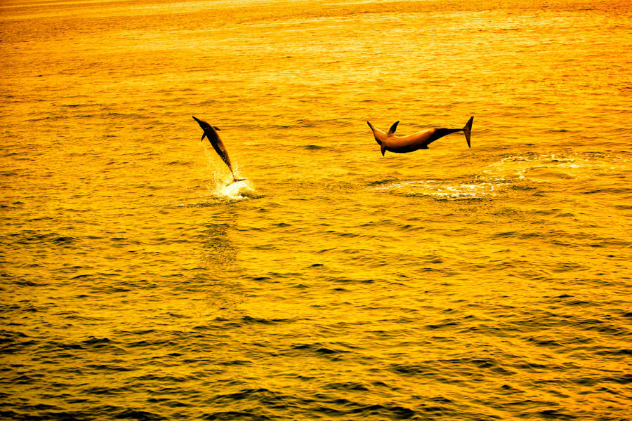 Delight in expeditions to deeper waters: sail in the sunset alongside dolphin pods, or go on a fishing adventure where big-game abounds for a day of catch-and-release.