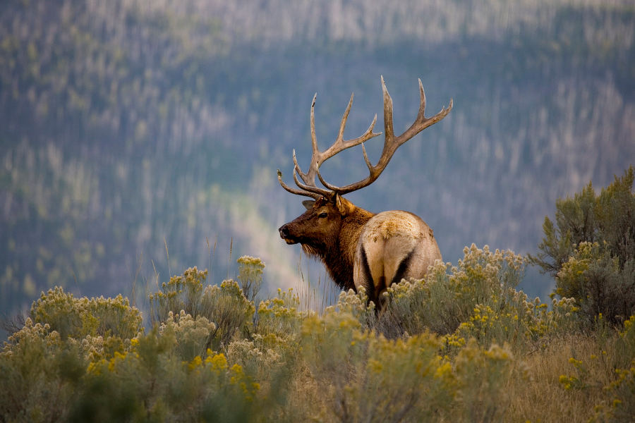 Spot the great animals of the American wilderness: bears, buffalo, wolves and elk, among others.