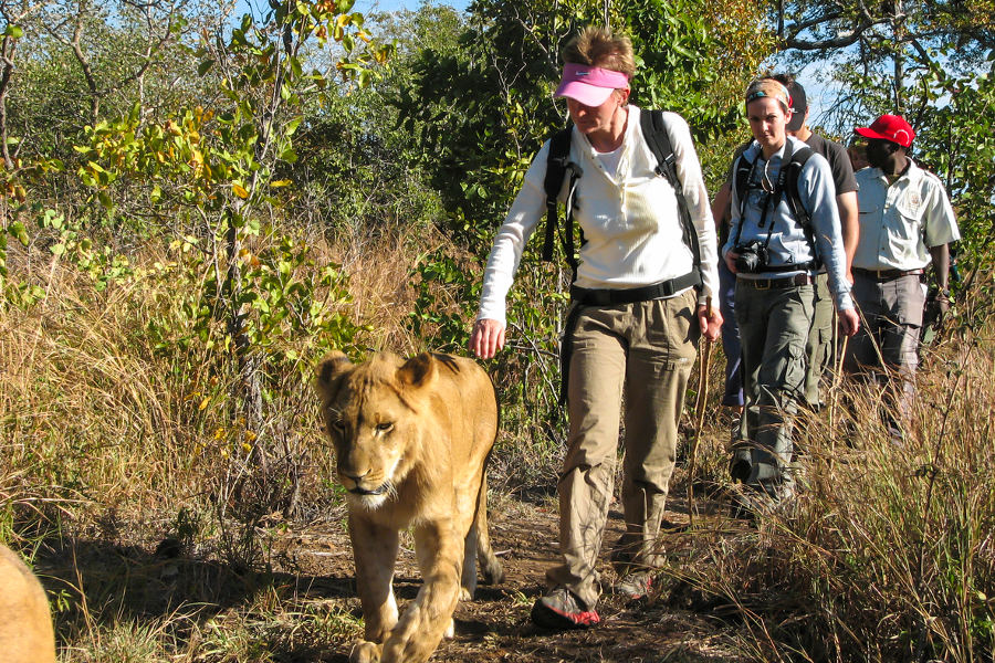 Gain exclusive insights into conservation, as you join our friends in an Animal Sanctuary.