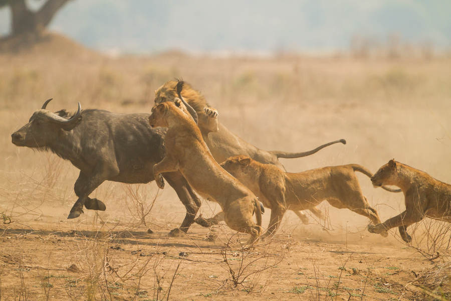 Engage with un-habituated animals like never before: our walking safaris get you as close to the action as humanly possible.