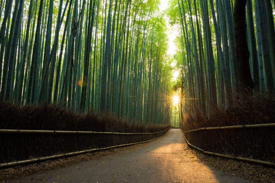 Unwind in the delicate aesthetics in the surroundings of Kyoto, such as the Arashiyama Bamboo Grove.