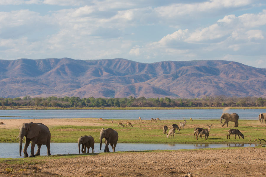 Reach a remote spring in Mana Pools National Park, where Africa's exciting wildlife gather for the drama of survival.