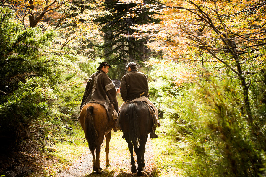 Enjoy riding that suits your level. Explore the forest at an easy walk, or let the Gaucho in you free at a flying canter across the valley.