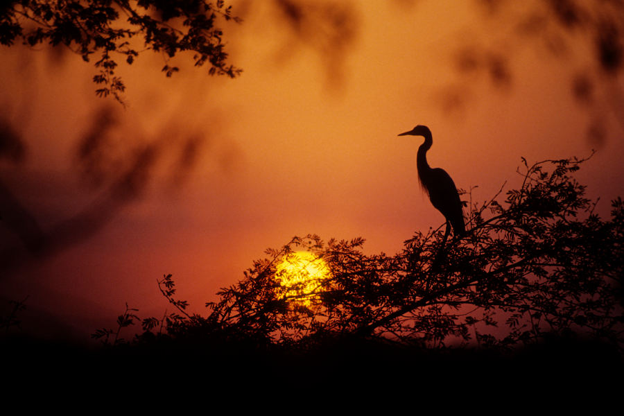Get a glimpse of the vastness of India’s natural wonders and enjoy tranquil sundowners in the wilderness and in ancient forts.