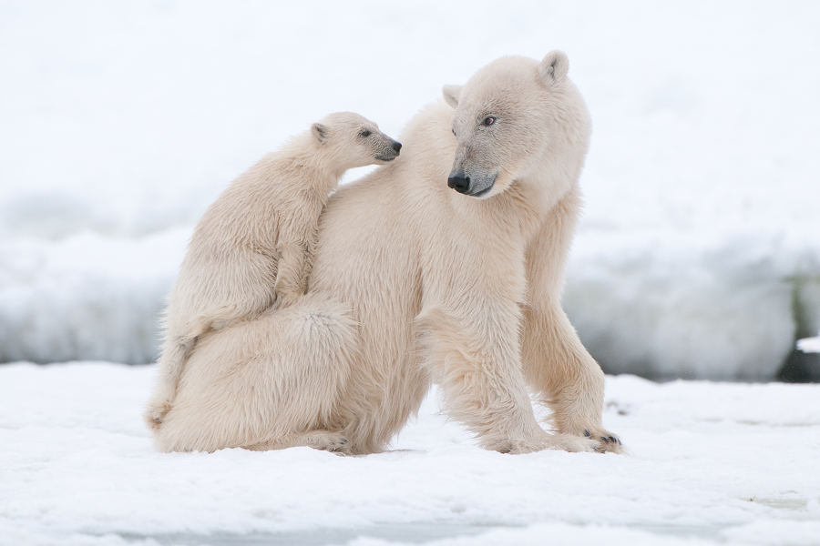 Explore Spitsbergen Island to spot polar bears in their natural habitat.