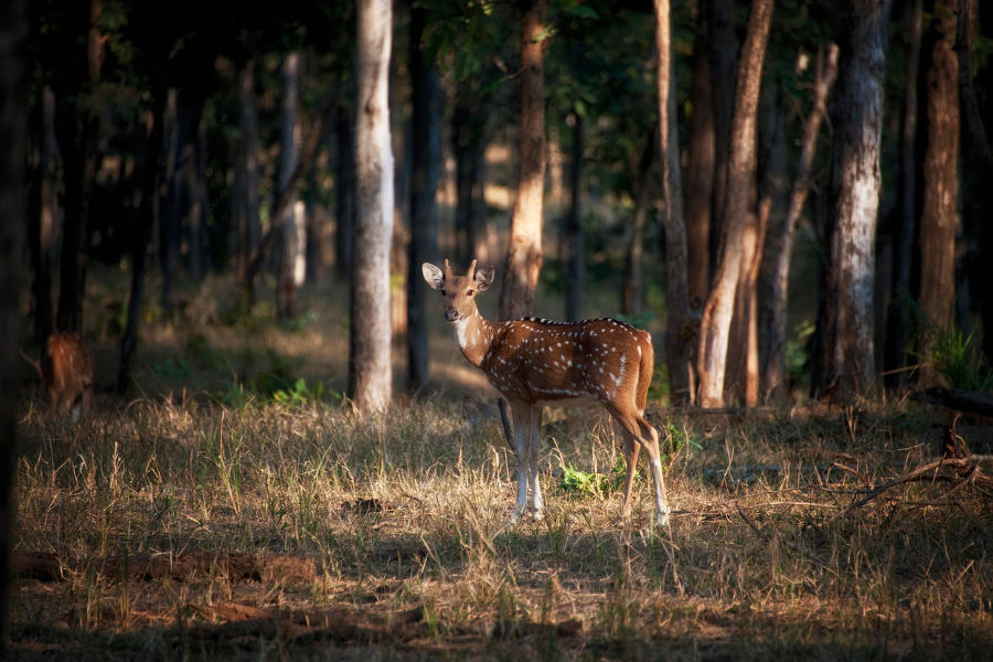 Enjoy India’s wildlife away from the tourists' track and in parks that are best-kept-secrets among safari connoisseur.
