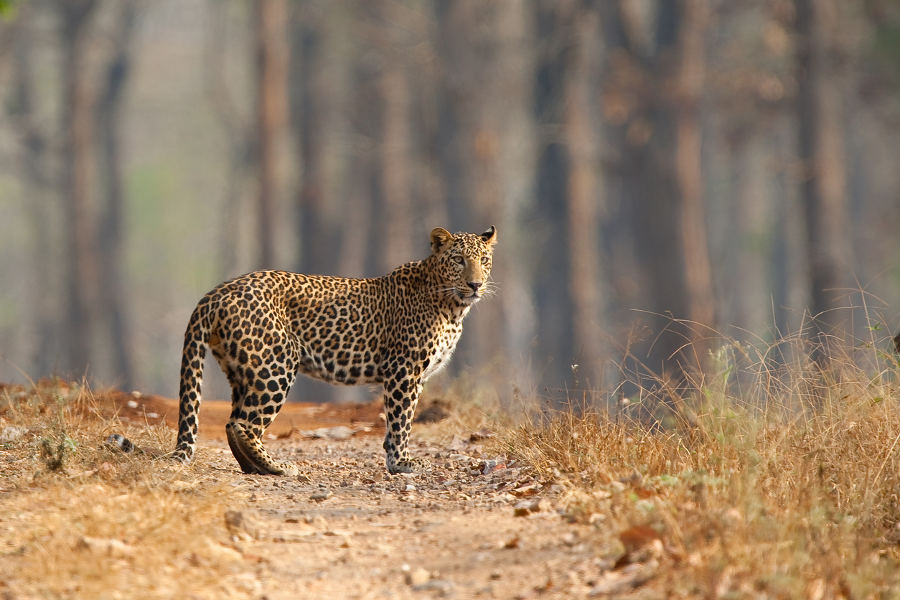 Bera has a large population of leopards and is practically unknown to tourists. This is a rare and precious experience of India’s wildlife.