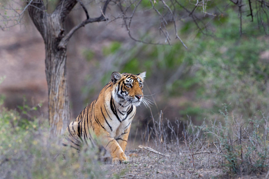 Seamlessly extend your tour of the Golden Triangle to include one of India’s most important tiger reserves: Ranthambore.