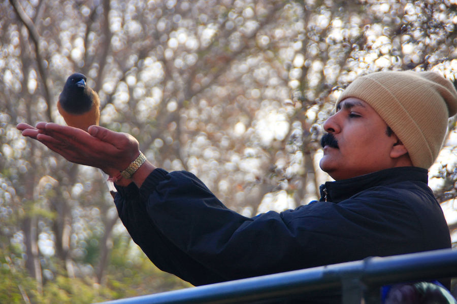 Explore Ranthambore with expert guides and naturalists, and spot the magnificent Tiger.