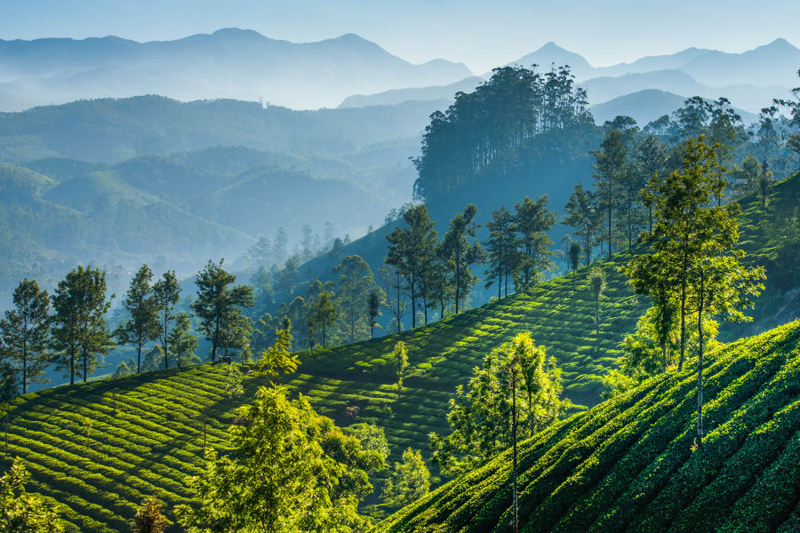 Enter tea-country and enjoy the finests brews as you explore the relaxing atmosphere of the plantations.