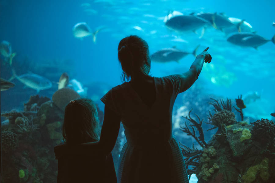 Stimulate the kids’ imagination and scientific curiosity in the California Academy of Sciences and the Exploratorium.