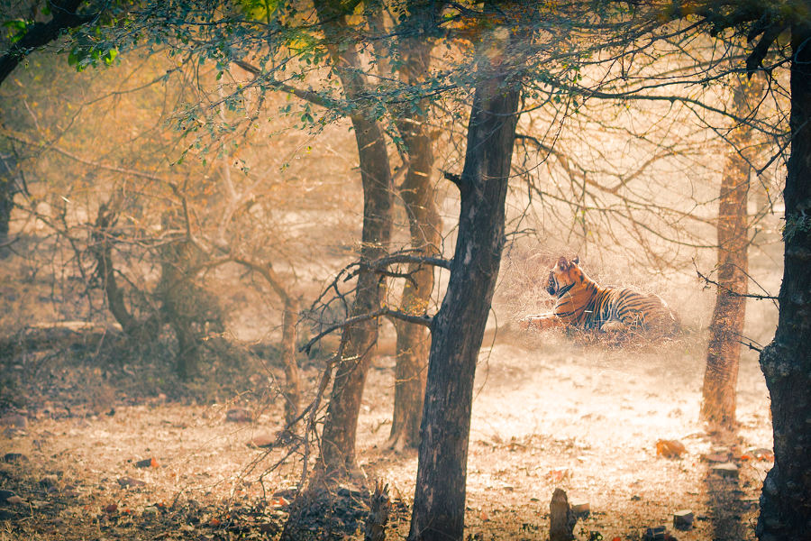 Partake in morning and afternoon safaris with naturalists and conservationists as your guides.