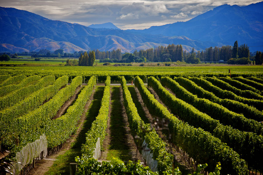 Fuel your South Island Odyssey with culinary experiences where the seafood is the freshest and the Sauvignon-Blanc flows freely.
