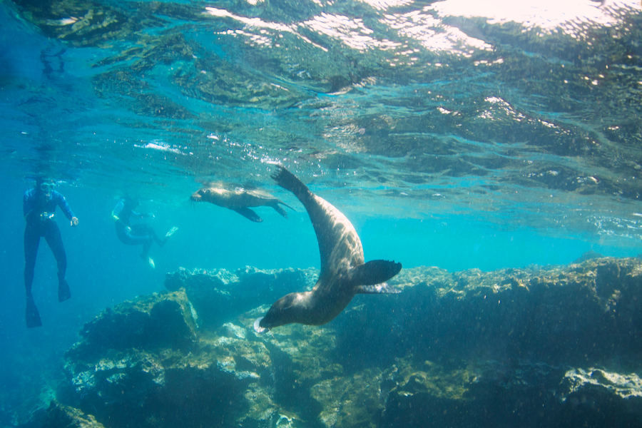 Swim with the seals and the Dusky dolphins.