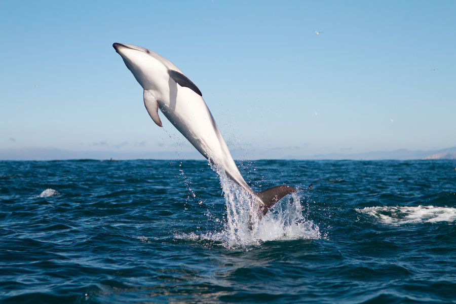 Enjoy New Zealand’s marine biodiversity underwater, by boat and by air.