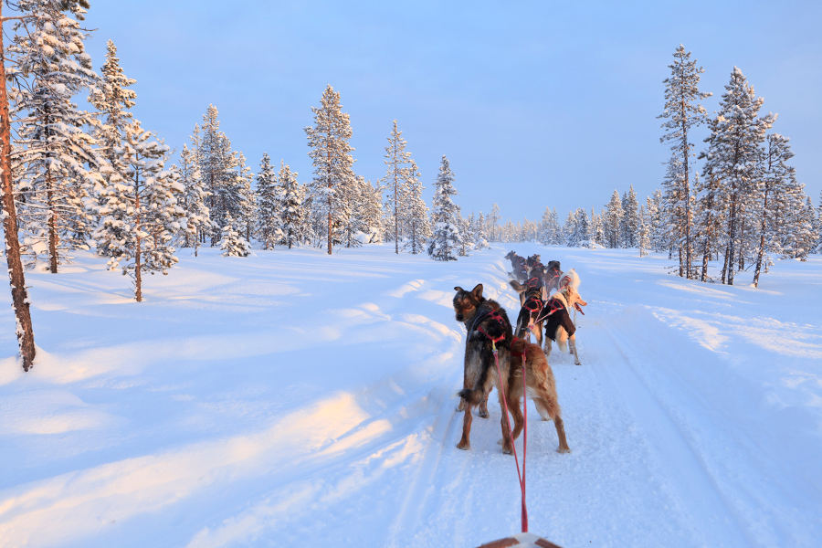 Learn how to guide a dogsled and enjoy the excitement as you glide through the snow while the magical green lights dance above.