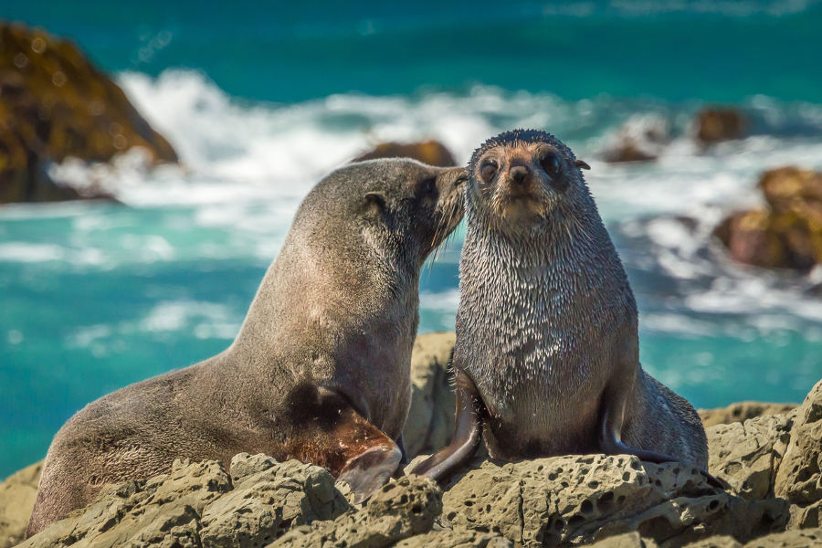 Spot the bay’s resident sperm whales and take a stroll on the beach and stop to say ‘Hi!’ to the fur seals.
