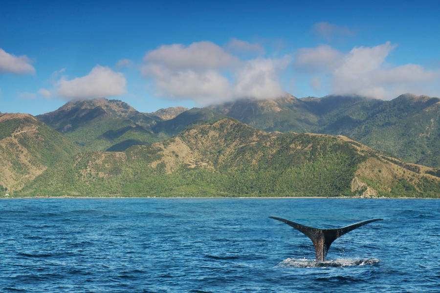 Enjoy unbelievable marine wildlife experiences such as heli-whale-watching and chill kayaking with charming seals.