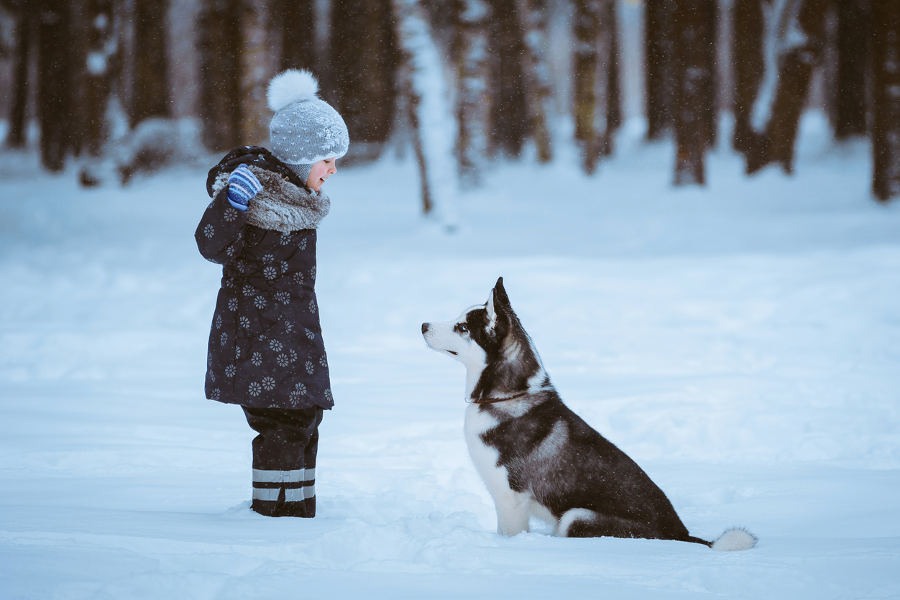 Visit a husky farm and enjoy a sleigh ride through the woods.