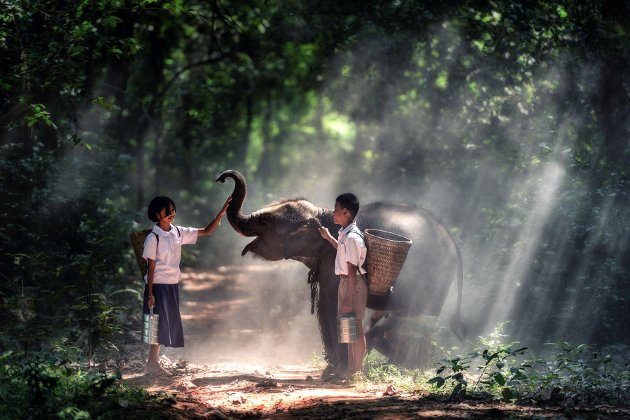 Head into the countryside for a day of fun with the Elephants and a true experience in wildlife conservation.