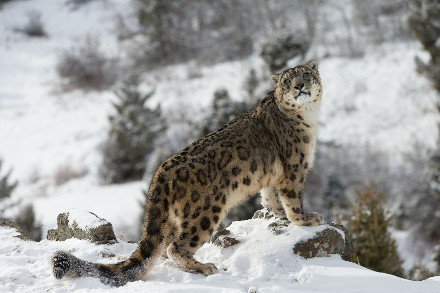 Travel to the Indian Himalayas and remote areas in Ladakh for the best odds at seeing the Snow Leopard in the wild.
