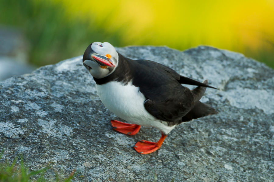 Go on a sea safari and explore the wild coast around Alesund.