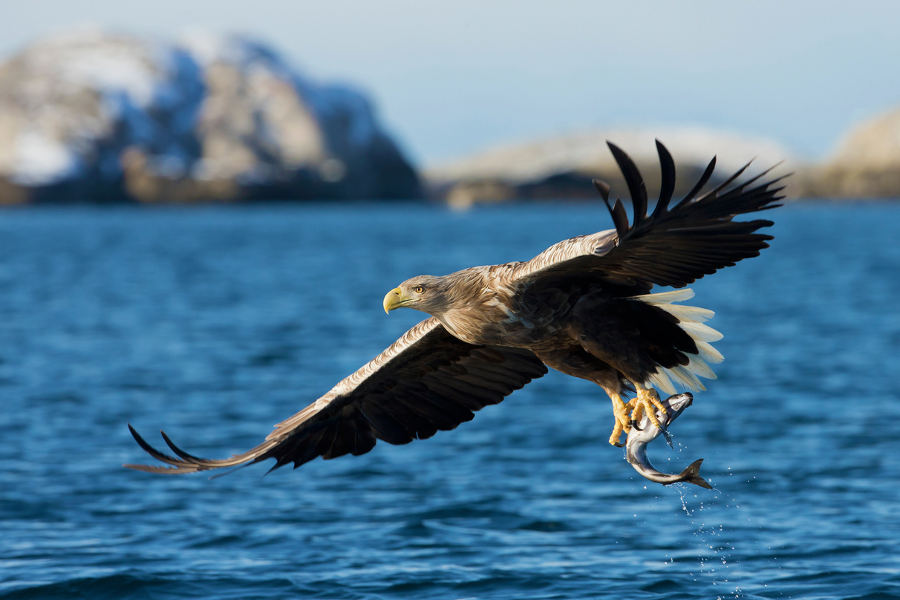 Explore the area around Alesund, as you discover the marine wildlife that thrives along the craggy shores.