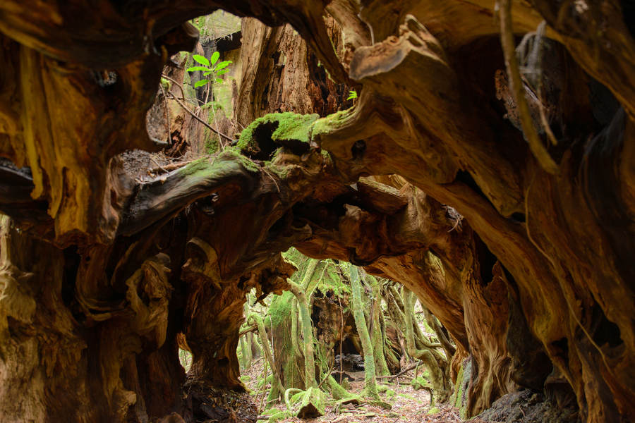 Enjoy the pristine nature of deep forests and untouched seashores, all infused with the power of volcanic forces.