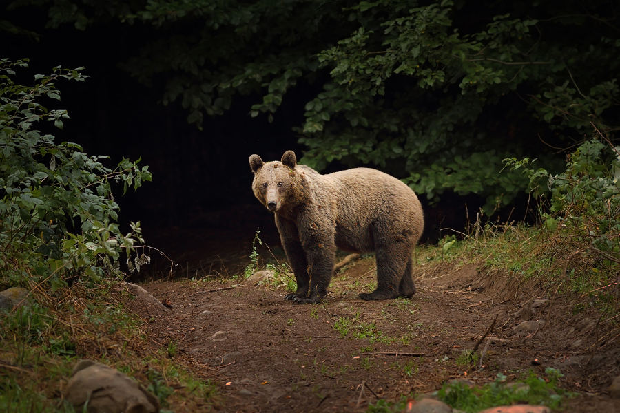 Venture into the Carpathians and have meaningful encounters with European wildlife.