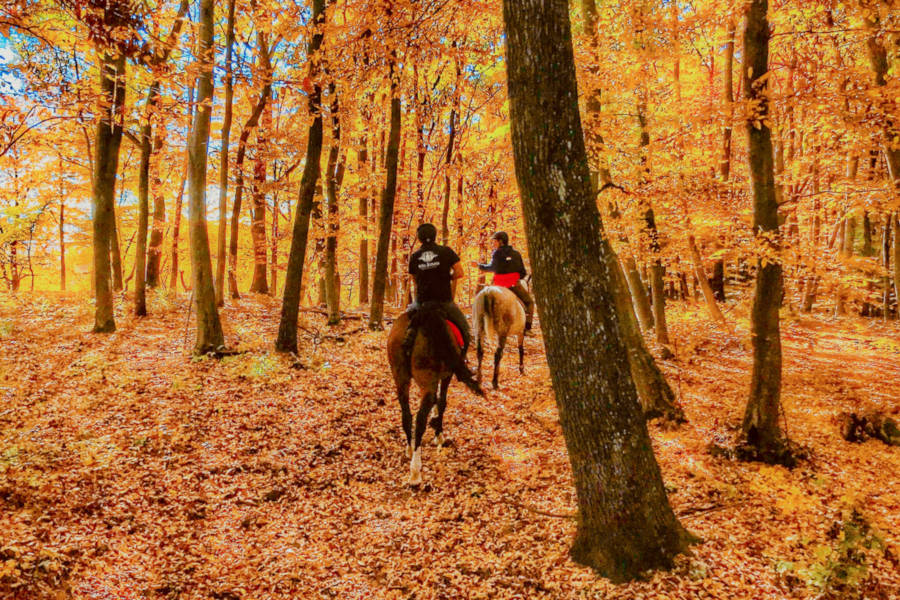 Explore the forests and woods of Transylvania whether on foot, bike or on horseback.