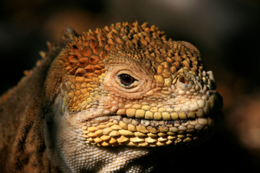 Join naturalists whose important work keeps this Paradise pristine.