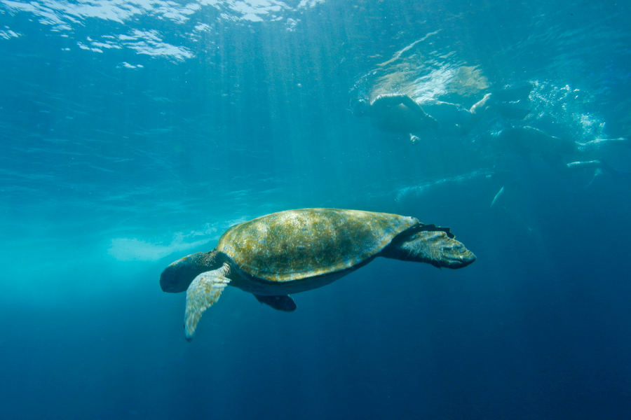 Enjoy a wealth of activities like hiking, kayaking and snorkelling.