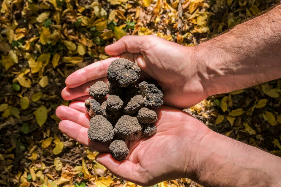 Meet the artisans that keep traditions alive. From blacksmiths and beekeepers to truffle-hunters and botanists.
