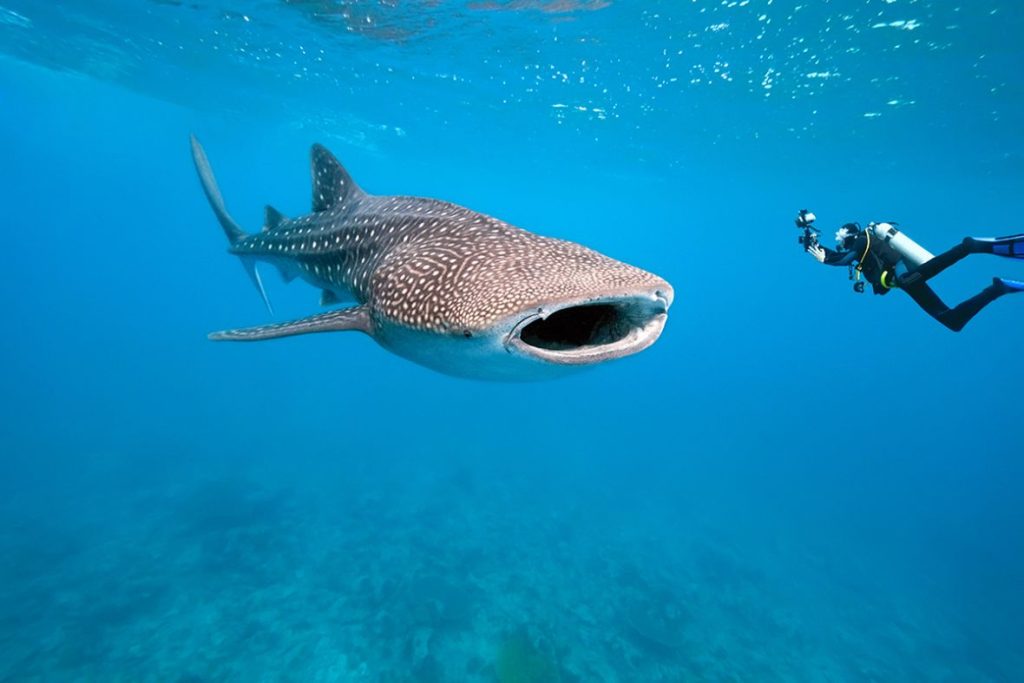 Swim with whale sharks or dive in pristine coral reefs.