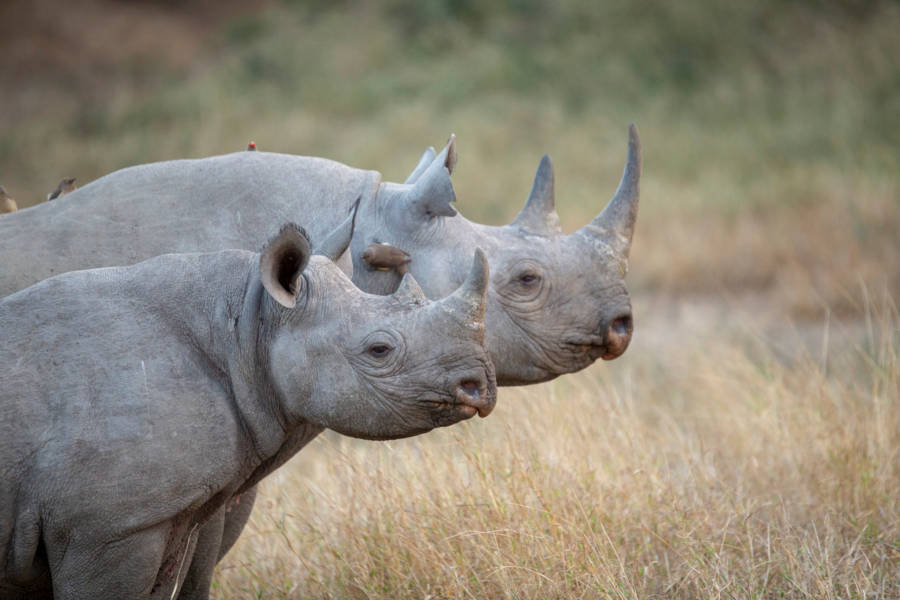 Engage in meaningful encounters with rare species such as the black rhino