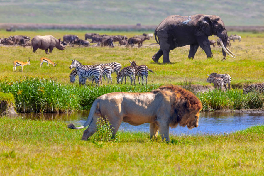 Experience up-close the drama of the wild.