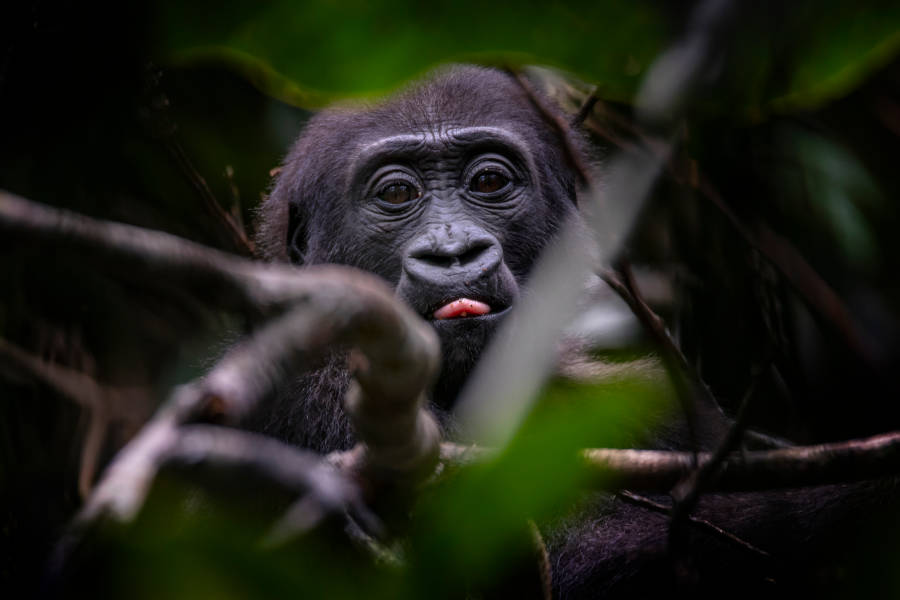 Encounter charismatic wildlife such as the western lowland gorilla and the forest elephant