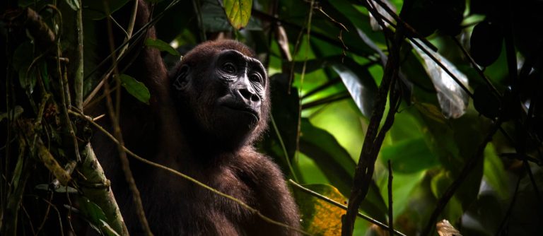 Western Lowland Gorilla