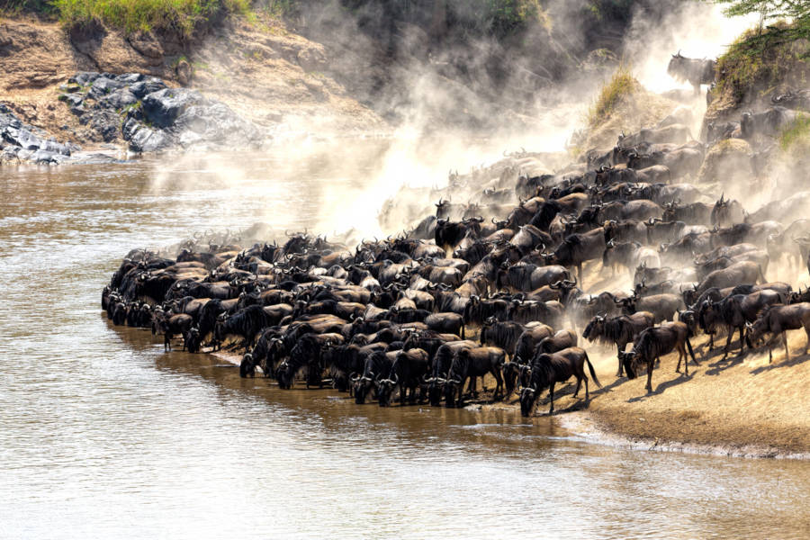 Witness the drama of the Serengeti