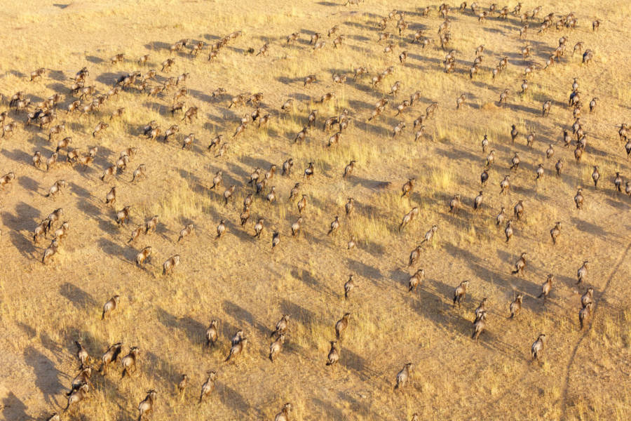 Enjoy scenic flights over the Masai Mara