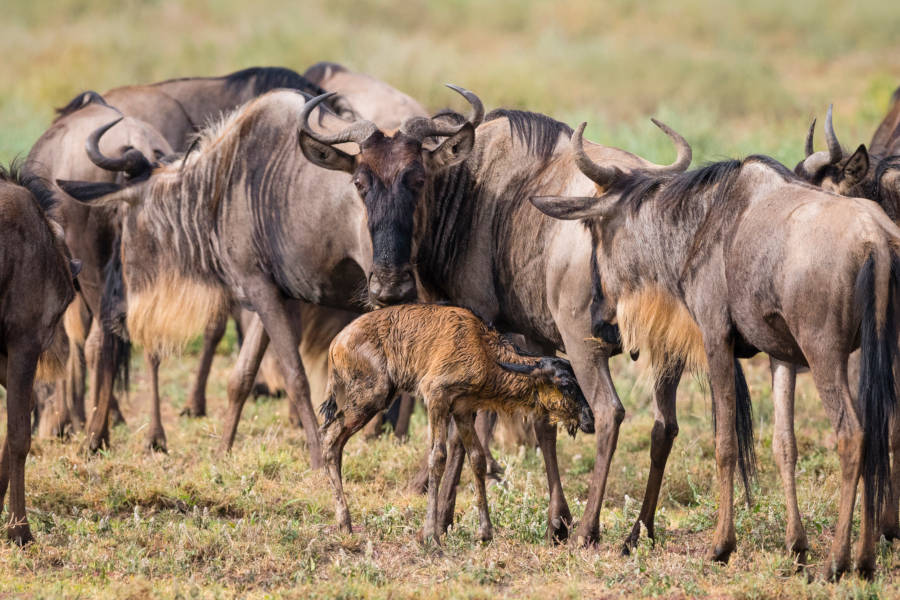 Witness the wildebeest birthing season. Over 3 million calves are born in just a few weeks.