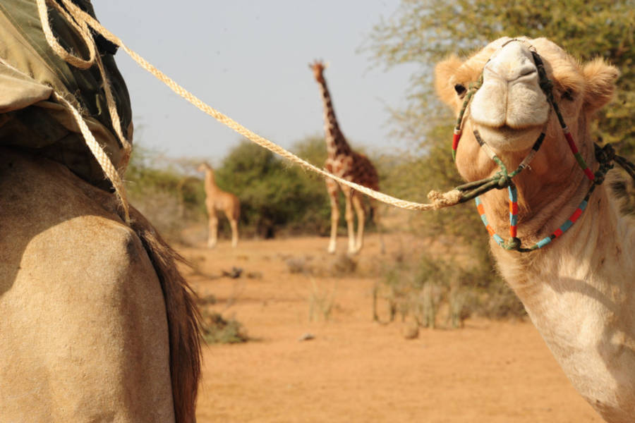 Your luxury camp follows you every night, courtesy of the camel caravan.