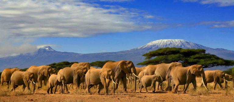 Elephants and the Kilimanjaro