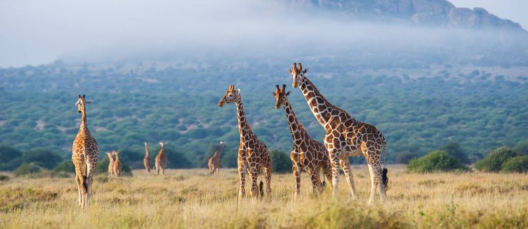 Those are not camels!