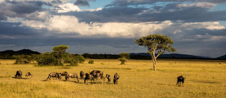 Wildebeest Herd in Serengeti