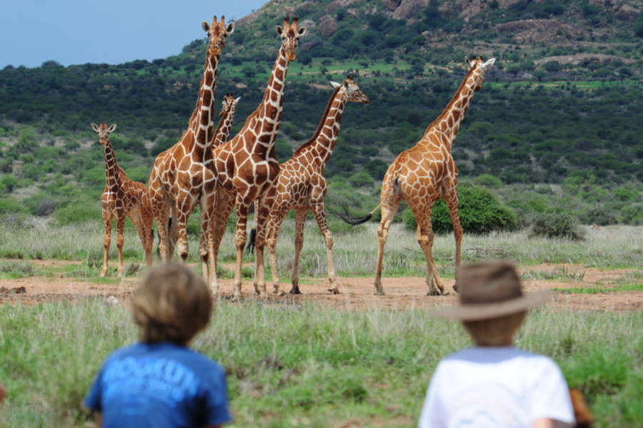 Walk through an area rich in wildlife, from giraffes to big cats!