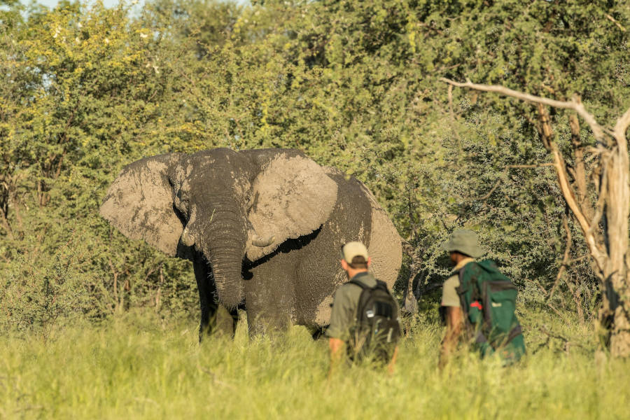 Track wildlife and enjoy the intimacy of a walking safari